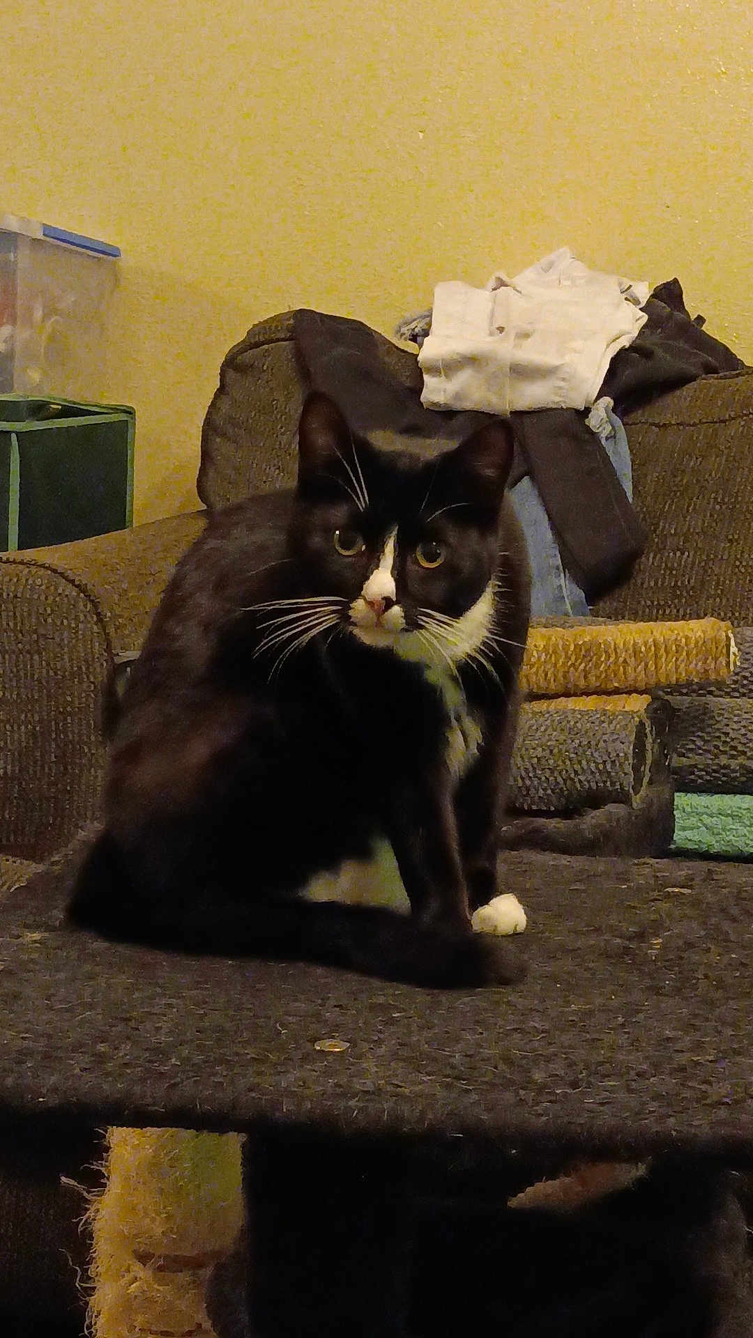 Medussa is registered to the contest to win money with this photo: cat, tuxedo_cat, whiskers, black_and_white, sitting, cat_tree, scratching_post, couch, furniture, folded_clothes, indoor, pet, portrait, yellow_wall, cozy, looking_at_camera, paws, box, close_up, home