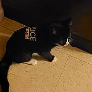 Medussa joined the competition — help win amazing prizes! cat, tuxedo_cat, cat_face, pet, indoor, tile_floor, floor, black_cat, white_paws, cat_shirt, text_on_clothing, appliance, cabinet, corner, whiskers, tail, feline, costume, clothing, low_light