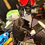 black_and_white_fur, blurred_background, cat, closeup, clutter, curious, dvd_cases, dvds, furniture, green_eyes, indoor, living_room, paw, pet, portrait, shallow_depth_of_field, sitting, toys, tuxedo_cat, whiskers