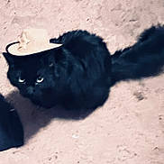 Meow Meow joined the competition — help win amazing prizes! animal, black_cat, blur, bowl, carpet, cat, closeup, eyes, floor, fluffy, fur, home, indoor, looking_up, low_light, pet, shadow, sitting, tail, whiskers