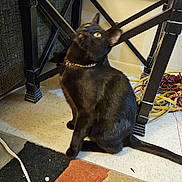 Munchies joined the competition — help win amazing prizes! black_cat, cat, collar, cords, curious, domestic, ears, floor_debris, furniture, indoor, looking_up, pet, portrait, rug, sitting, table, table_leg, tail, tile_floor, whiskers