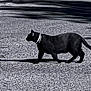 Munchies joined the competition — help win amazing prizes! asphalt, black_cat, cat, feline, monochrome, outdoor, pavement, pet, reflective_collar, road, shadow, silhouette, small_animal, solitary, stride, sunlight, tail, texture, walking, whiskers