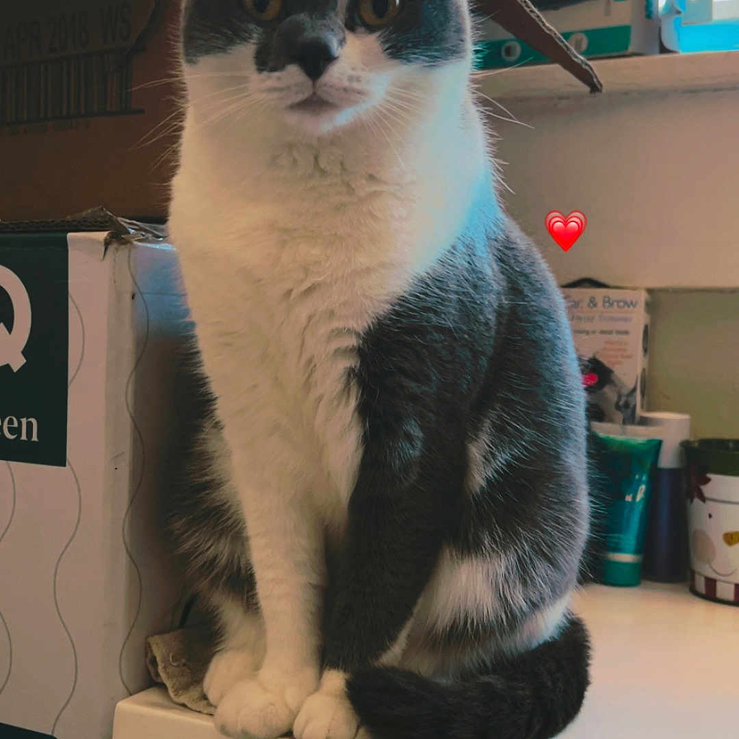 Miss Girl is registered to the contest to win money with this photo: animal, boxes, cat, closeup, countertop, curious, cute, domestic, ears, feline, fur, gray_and_white, heart_emoji, household_items, indoor, pet, portrait, sitting, tail, whiskers