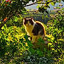 animal, cat, field, flare, flower, garden, grass, grassland, herbs, ivy, kitten, leaf, light, manx, nature, outdoors, pet, plant, tree, vegetation