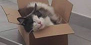 Circus participe au concours pour gagner de l'argent avec cette photo : angora, animal, art, box, cardboard, carton, cat, city, hardwood, indoors, kitten, manx, metropolis, package, packagedelivery, person, pet, sleeping, urban, wood