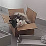 angora, animal, art, box, cardboard, carton, cat, city, hardwood, indoors, kitten, manx, metropolis, package, packagedelivery, person, pet, sleeping, urban, wood