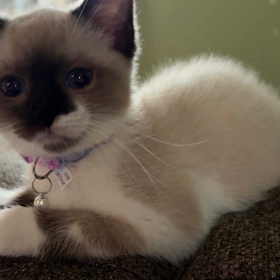 Phoebe joined the competition — help win amazing prizes! animal, bell, cat, closeup, collar, couch, curious, cute, domestic, ears, feline, fur, indoor, kitten, paws, pet, resting, siamese, whiskers, young