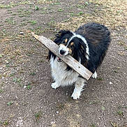 Dolly joined the competition — help win amazing prizes! dog, black_and_white, wood, stick, outdoor, grass, dirt, playful, pet, animal, fur, canine, looking_up, nature, daylight, ground, muzzle, ears, tongue, cute