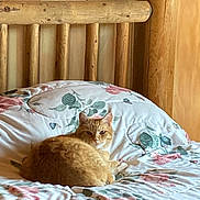 Ruthy is registered to the contest to win money with this photo: animal, bed, bedspread, cat, comfortable, cozy, cute, domestic_cat, feline, floral_pattern, fur, ginger_cat, household, indoor, pet, relaxed, resting, sleepy, wooden_headboard, wooden_wall