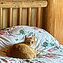 animal, bed, bedspread, cat, comfortable, cozy, cute, domestic_cat, feline, floral_pattern, fur, ginger_cat, household, indoor, pet, relaxed, resting, sleepy, wooden_headboard, wooden_wall
