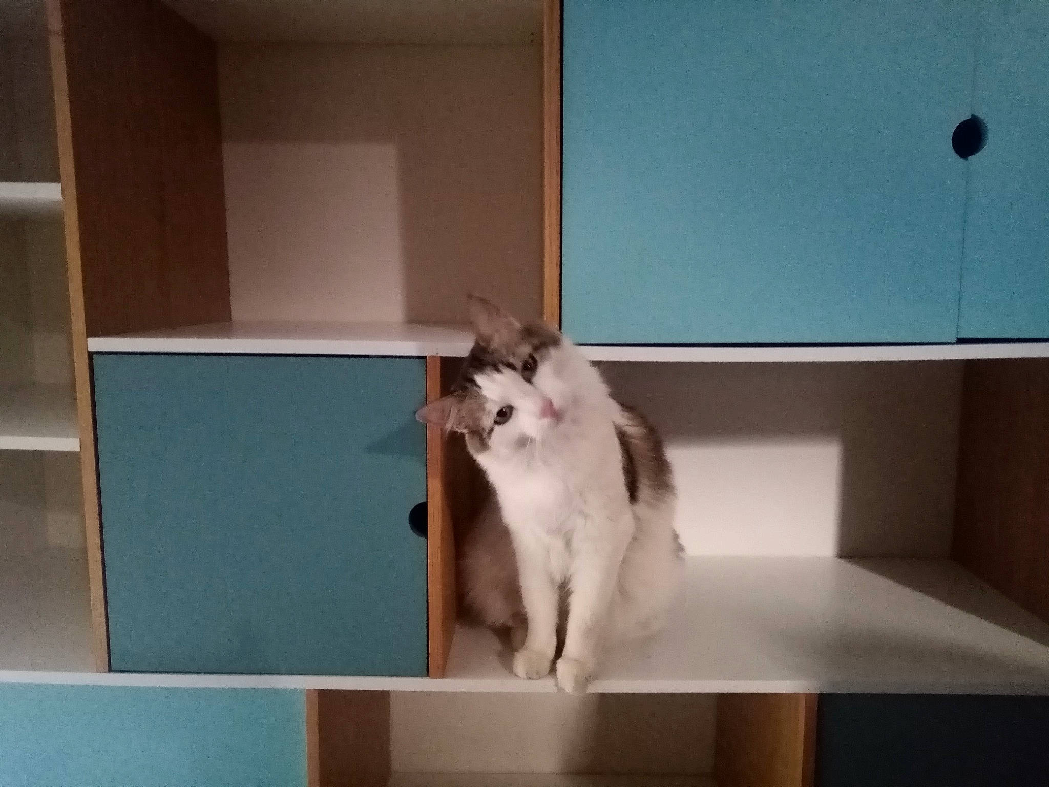 Frimousse a rejoint le concours — aidez-le/la à gagner de superbes lots ! box, cardboard, carnivore, carton, cat, comfort, display_device, domestic_short_haired_cat, felidae, flat_panel_display, flooring, fur, hardwood, paw, room, small_to_medium_sized_cats, tail, whiskers, wood