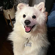 Max is registered to the contest to win money with this photo: dog, white_dog, fluffy, happy, smiling, pet, indoor, collar, tag, tongue_out, furniture, plant, houseplant, wooden_floor, closeup, portrait, animal, canine, companion, cute