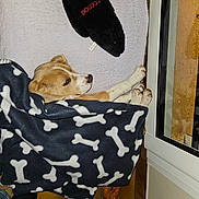 Baloo a rejoint le concours — aidez-le/la à gagner de superbes lots ! dog, blanket, bone_pattern, plush_toy, window, tile_floor, resting, indoors, cozy, sleepy, brown_dog, white_markings, paw, fur, toy, soft_texture, relaxing, animal, pet, companion