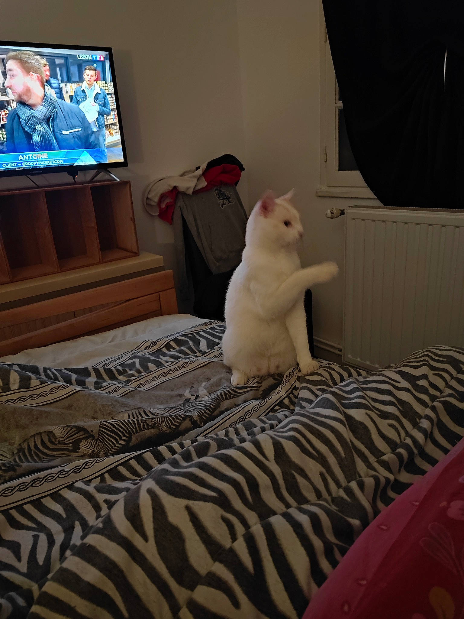 Shiro a rejoint le concours — aidez-le/la à gagner de superbes lots ! bed, bedding, cable_television, carnivore, cat, comfort, couch, felidae, floor, flooring, grey, interior_design, linens, small_to_medium_sized_cats, tail, television, television_set, textile, whiskers, wood