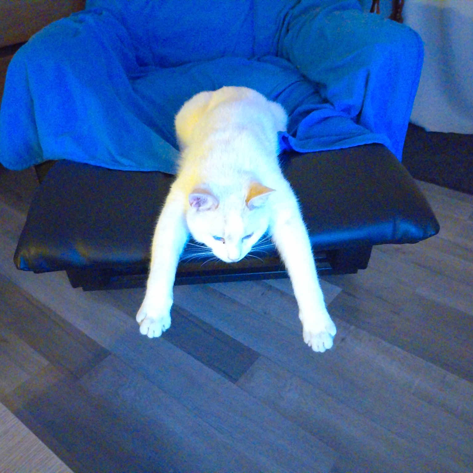 Shiro