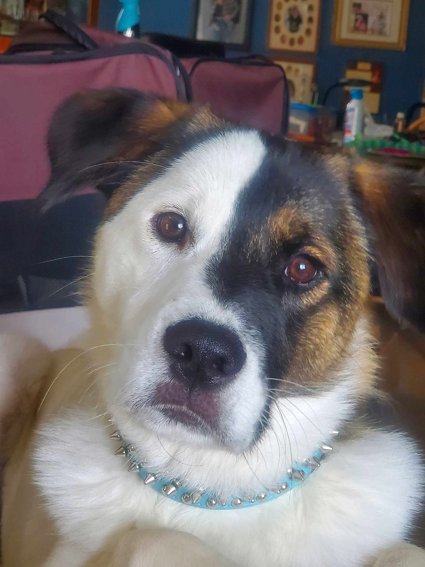 Moose joined the competition — help win amazing prizes! dog, close_up, portrait, indoor, collar, spiked_collar, brown_eyes, black_and_white, fur, pet, canine, looking, face, whiskers, ears, animal, domestic, furniture, background, cozy