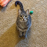 Dutch is registered to the contest to win money with this photo: cat, gray_tabby, carpet, toy_mouse, indoor, pet, animal, feline, curious, sitting, wide_eyes, whiskers, tail, soft_blanket, cozy, looking_up, domestic_cat, cute, playful, fur