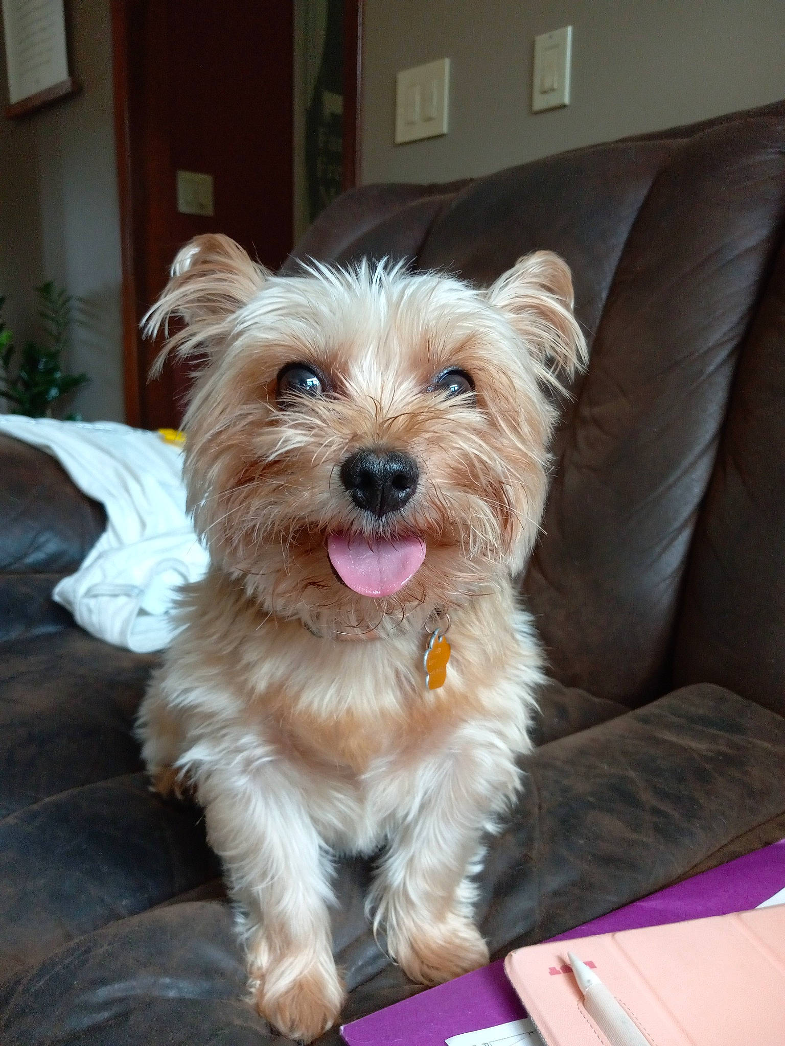 Rue joined the competition — help win amazing prizes! biewer_terrier, canidae, carnivore, collar, companion_dog, couch, dog, dog_breed, dog_supply, fur, liver, plant, small_terrier, sporting_group, terrier, toy_dog, water_dog, working_animal, yorkipoo, yorkshire_terrier