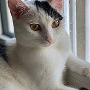 Gracy joined the competition — help win amazing prizes! animal, black_patch, cat, close_up, cute, domestic_cat, feline, fur, golden_eyes, indoor, natural_light, paw, pet, pink_nose, portrait, relaxed, resting, whiskers, white_cat, window