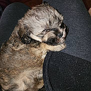 Lexi joined the competition — help win amazing prizes! puppy, dog, sleeping, fur, lap, legs, pants, zipper, cozy, close_up, pet, small_dog, relaxed, indoor, textile, human_lap, whiskers, nose, cuddly, brown_fur
