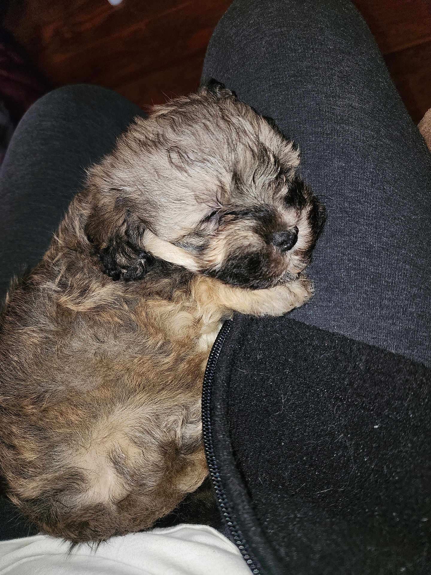 Lexi joined the competition — help win amazing prizes! puppy, dog, sleeping, fur, lap, legs, pants, zipper, cozy, close_up, pet, small_dog, relaxed, indoor, textile, human_lap, whiskers, nose, cuddly, brown_fur