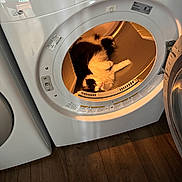 Sophia Purrrtrillo joined the competition — help win amazing prizes! appliance, black_and_white_cat, cat, cleaning, cozy, curious, domestic, dryer, feline, fluffy_cat, home, household, indoor, laundry_room, open_door, pet, relaxed, sitting, warm_light, wood_floor