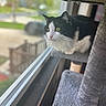 Sophia Purrrtrillo is registered to the contest to win money with this photo: animal, black_and_white, cat, cat_tree, close_up, cozy, curious, daylight, domestic_cat, feline, fluffy, focused, home, indoor, looking_out, perched, pet, soft_texture, window, yellow_eyes
