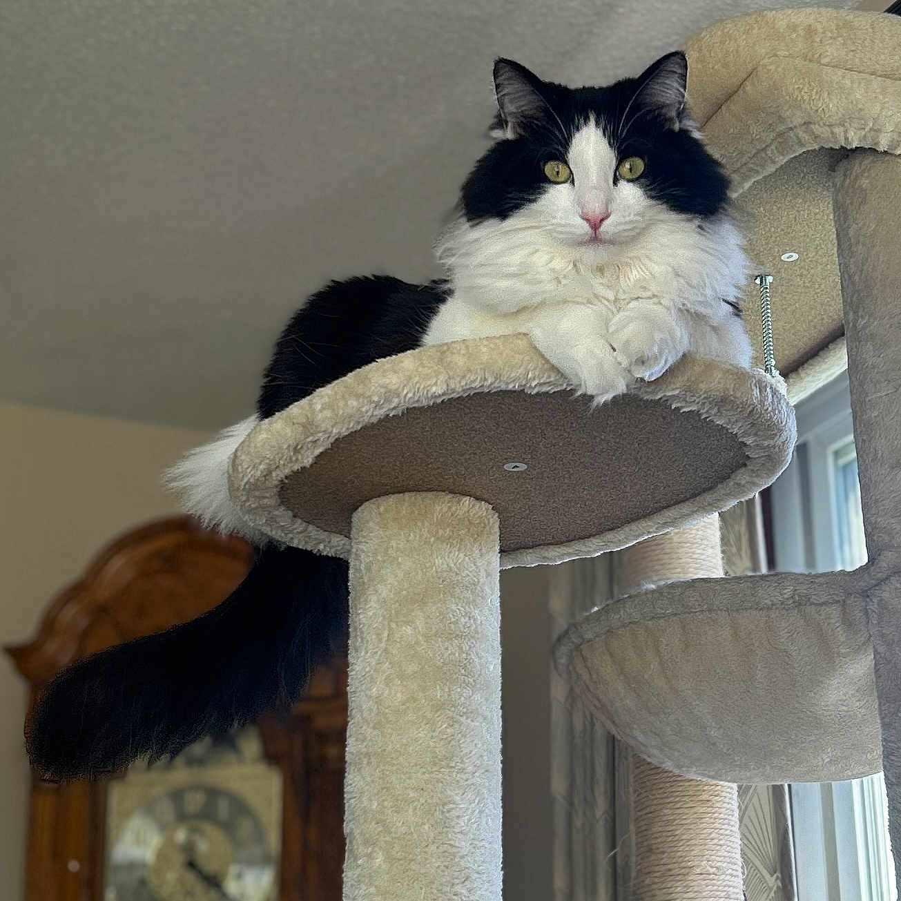 Sophia Purrrtrillo joined the competition — help win amazing prizes! animal, black_and_white, cat, cat_tree, clock, curious, domestic_cat, fluffy, furniture, household, indoor, long_tail, lounging, pet, portrait, relaxed, resting, soft_texture, window, yellow_eyes