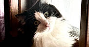 Sophia Purrrtrillo is registered to the contest to win money with this photo: animal, black_and_white, cat, closeup, curious, daylight, ears, face, feline, fluffy, fur, indoor, light, looking, nose, pet, portrait, whiskers, window, wooden_frame
