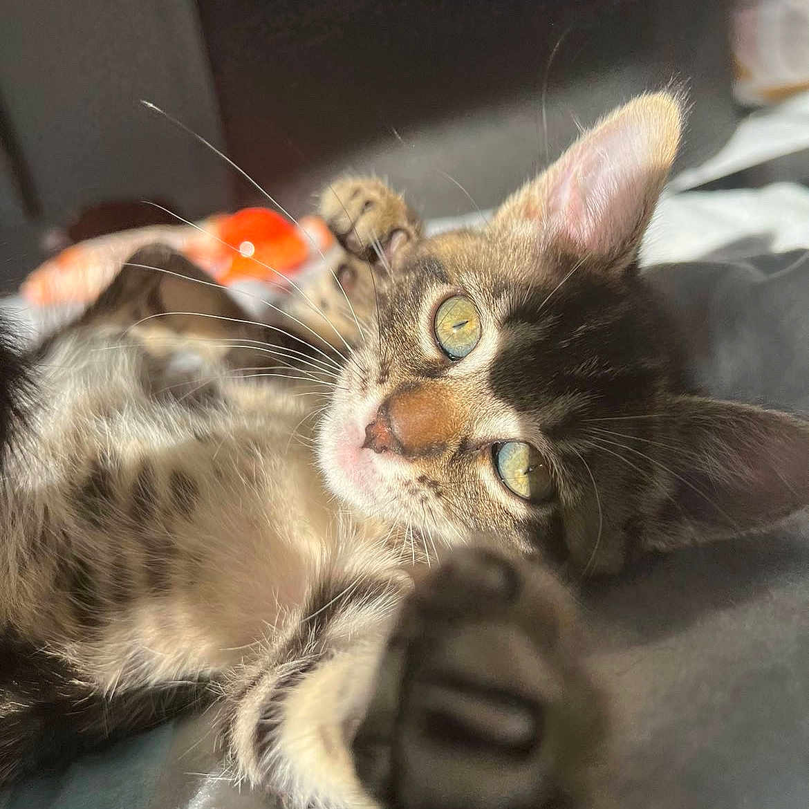 Rubis a rejoint le concours — aidez-le/la à gagner de superbes lots ! animal, bed, cat, closeup, cozy, cute, eyes, feline, fur, indoor, kitten, paw, pet, relaxing, soft, stretching, sunlight, tabby, whiskers, young