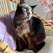 Minouche a rejoint le concours — aidez-le/la à gagner de superbes lots ! animal, cat, chair, closeup, cushion, decor, ears, feline, flowers, fur, green_eyes, indoor, pet, purple_blanket, sitting, sunlight, tail, vase, whiskers, wooden_furniture