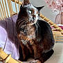 animal, cat, chair, closeup, cushion, decor, ears, feline, flowers, fur, green_eyes, indoor, pet, purple_blanket, sitting, sunlight, tail, vase, whiskers, wooden_furniture