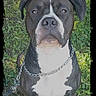 Bruce is registered to the contest to win money with this photo: alert, animal, black_and_white, canine, chain_leash, collar, cute, dog, ears, face, fur, grass, leash, looking_up, name_text, outdoor, pet, pitbull, portrait, sitting