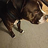 Bruce is registered to the contest to win money with this photo: dog, indoor, carpet, black_and_white, pet, animal, collar, floor, mammal, canine, fur, side_view, standing, domestic_animal, room, fireplace, brown, white, close_up, quiet