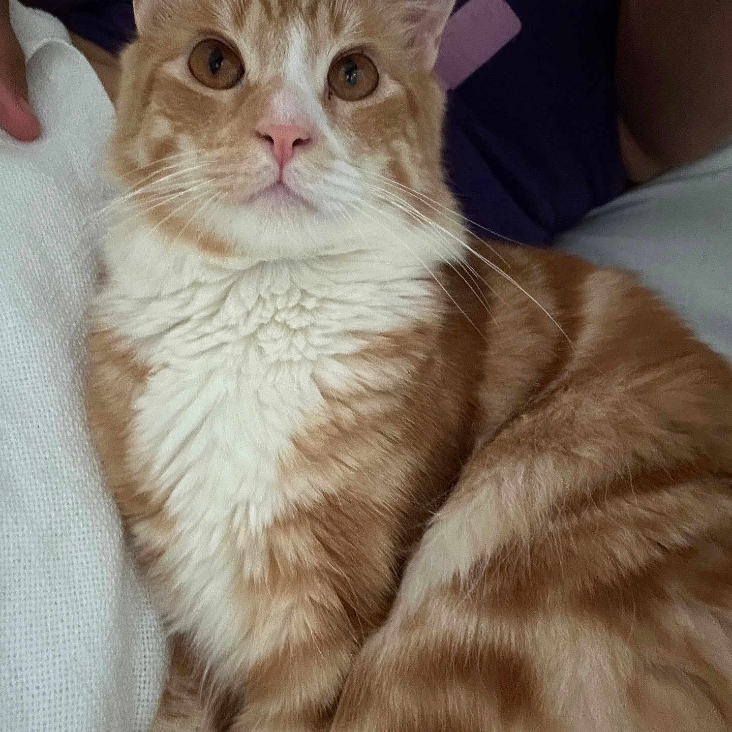 Pharaoh Puma Kity joined the competition — help win amazing prizes! abyssinian, angora, animal, bed, bedroom, blanket, cat, couch, cushion, face, furniture, homedecor, indoors, kitten, manx, person, pet, room, siamese, sleeping