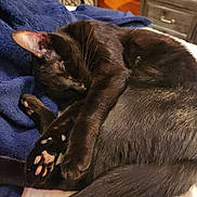 Violet is registered to the contest to win money with this photo: cat, black_cat, sleeping, paw_pads, blanket, indoor, cozy, fur, tail, relaxed, pet, domestic_animal, resting, cute, animal, soft_texture, bedroom, feline, nap, comfort