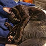 cat, black_cat, sleeping, paw_pads, blanket, indoor, cozy, fur, tail, relaxed, pet, domestic_animal, resting, cute, animal, soft_texture, bedroom, feline, nap, comfort
