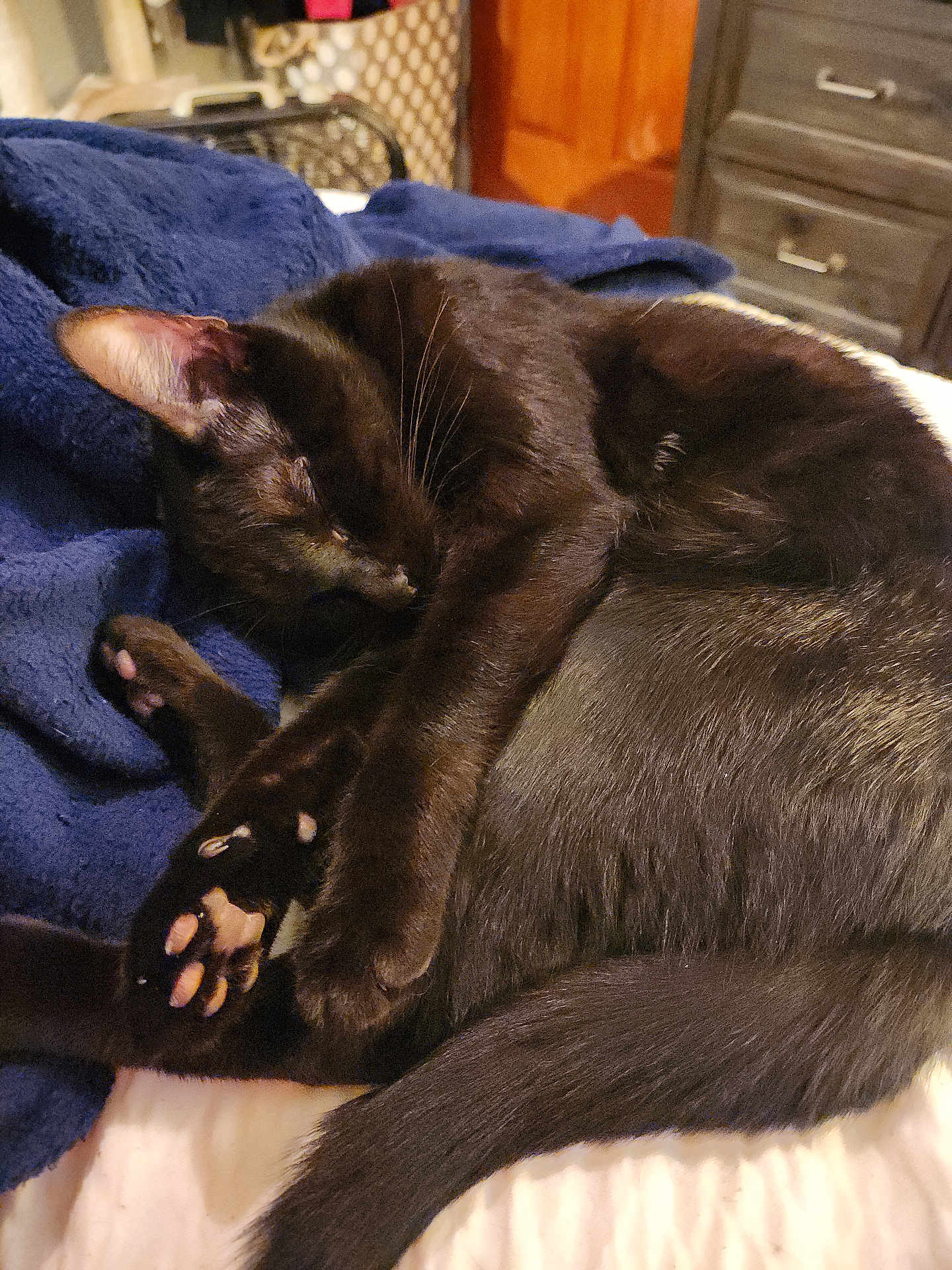 Violet is registered to the contest to win money with this photo: cat, black_cat, sleeping, paw_pads, blanket, indoor, cozy, fur, tail, relaxed, pet, domestic_animal, resting, cute, animal, soft_texture, bedroom, feline, nap, comfort