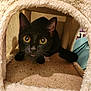 animal, black_cat, carpet, cat, closeup, cozy, crouching, curious, cute, ears, feline, fur, home, indoor, pet, pet_house, plush, tunnel, whiskers, wide_eyes
