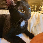 Violet joined the competition — help win amazing prizes! animal, bed, black_cat, cat, closeup, cozy, curious, domestic, ears, eyes, feline, fur, home, indoor, paws, pet, resting, whiskers, white_patch, wooden_furniture