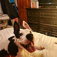 Nova joined the competition — help win amazing prizes! dog, bed, indoor, furniture, happy, tongue_out, ear_up, black_and_white, pet, canine, smiling, living_room, wooden_dresser, blanket, door, collar, paw, household, relaxed, cute