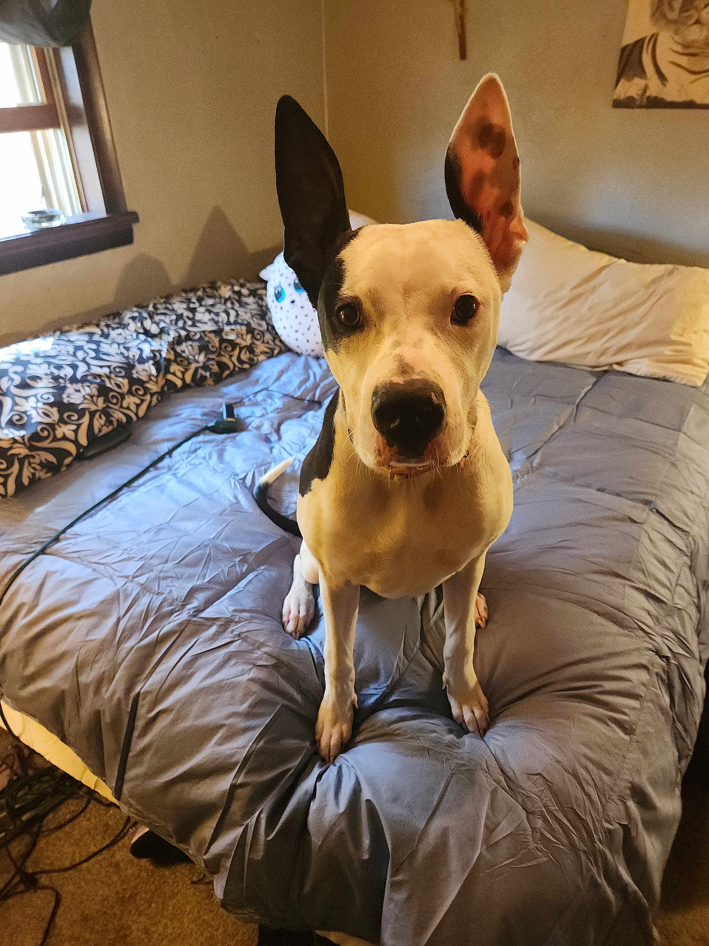 Nova
