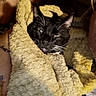 animal, black_cat, blanket, cat, close_up, comfort, cozy, domestic_animal, fluffy, fur, human_arm, indoor, pet, relaxing, resting, sleepy, snuggled, tattoo, warm, yellow_blanket