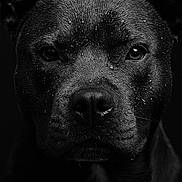 Vasco participe au concours pour gagner de l'argent avec cette photo : dog, portrait, black_and_white, close_up, wet_fur, animal, pet, face, intense, moisture, dark_background, expression, canine, fur_texture, studio_lighting, serious, animal_portrait, muzzle, ears, eyes