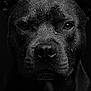 dog, portrait, black_and_white, close_up, wet_fur, animal, pet, face, intense, moisture, dark_background, expression, canine, fur_texture, studio_lighting, serious, animal_portrait, muzzle, ears, eyes