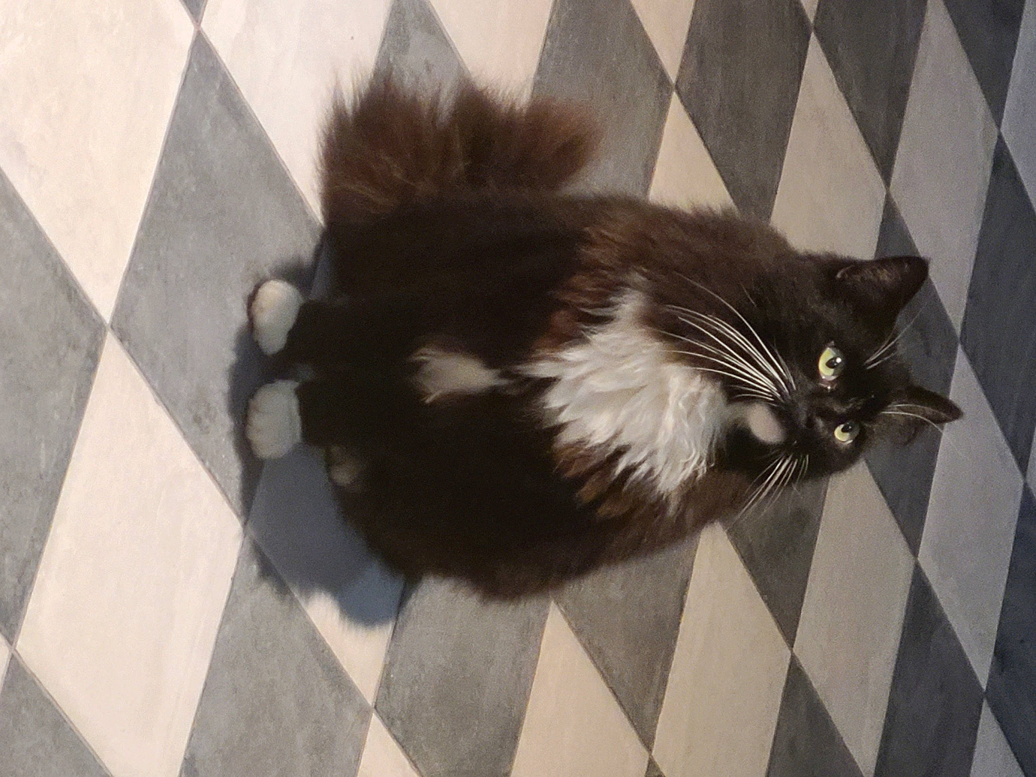 Bartok a rejoint le concours — aidez-le/la à gagner de superbes lots ! carnivore, cat, claw, domestic_short_haired_cat, felidae, floor, flooring, foot, fur, grey, hardwood, monochrome_photography, paw, road_surface, shadow, small_to_medium_sized_cats, tail, terrestrial_animal, tile_flooring, whiskers