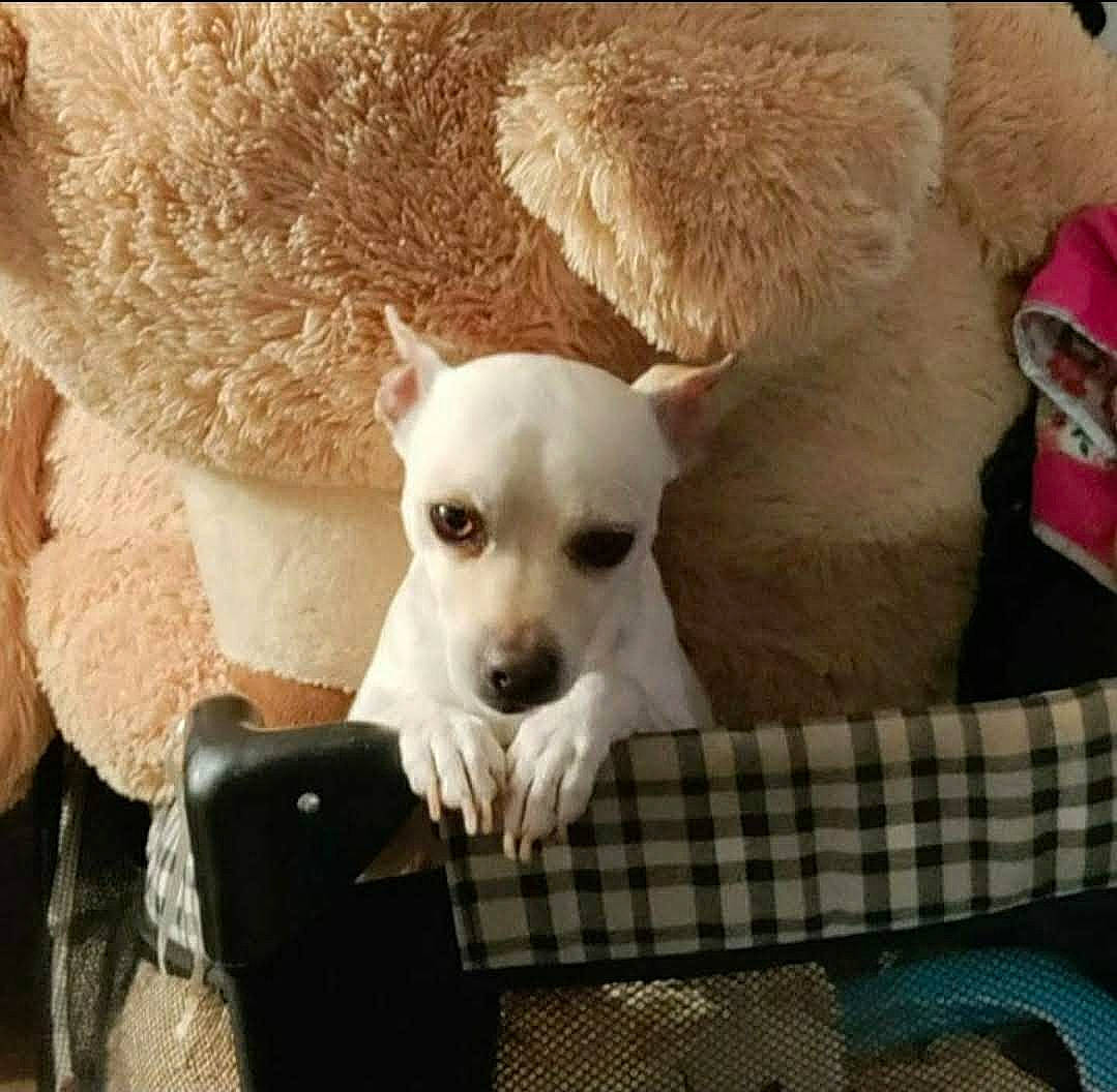 Dexter is registered to the contest to win money with this photo: canidae, carnivore, comfort, companion_dog, couch, dog, dog_breed, dog_supply, fawn, fur, pet_supply, plaid, snout, sporting_group, tartan, terrestrial_animal, toy_dog, watch, whiskers, working_animal