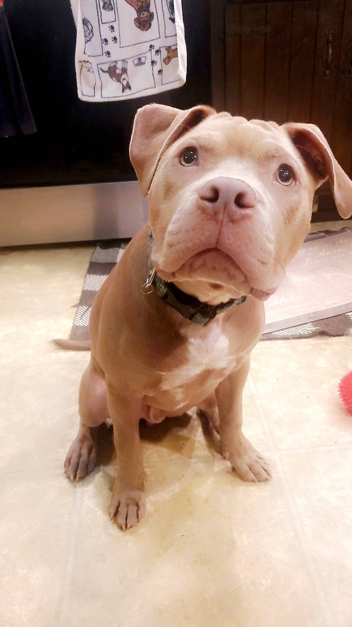 Gibbs is registered to the contest to win money with this photo: canidae, carnivore, companion_dog, dog, dog_breed, fawn, flooring, hunting_dog, liver, non_sporting_group, snout, sporting_group, terrestrial_animal, whiskers, working_animal, wrinkle