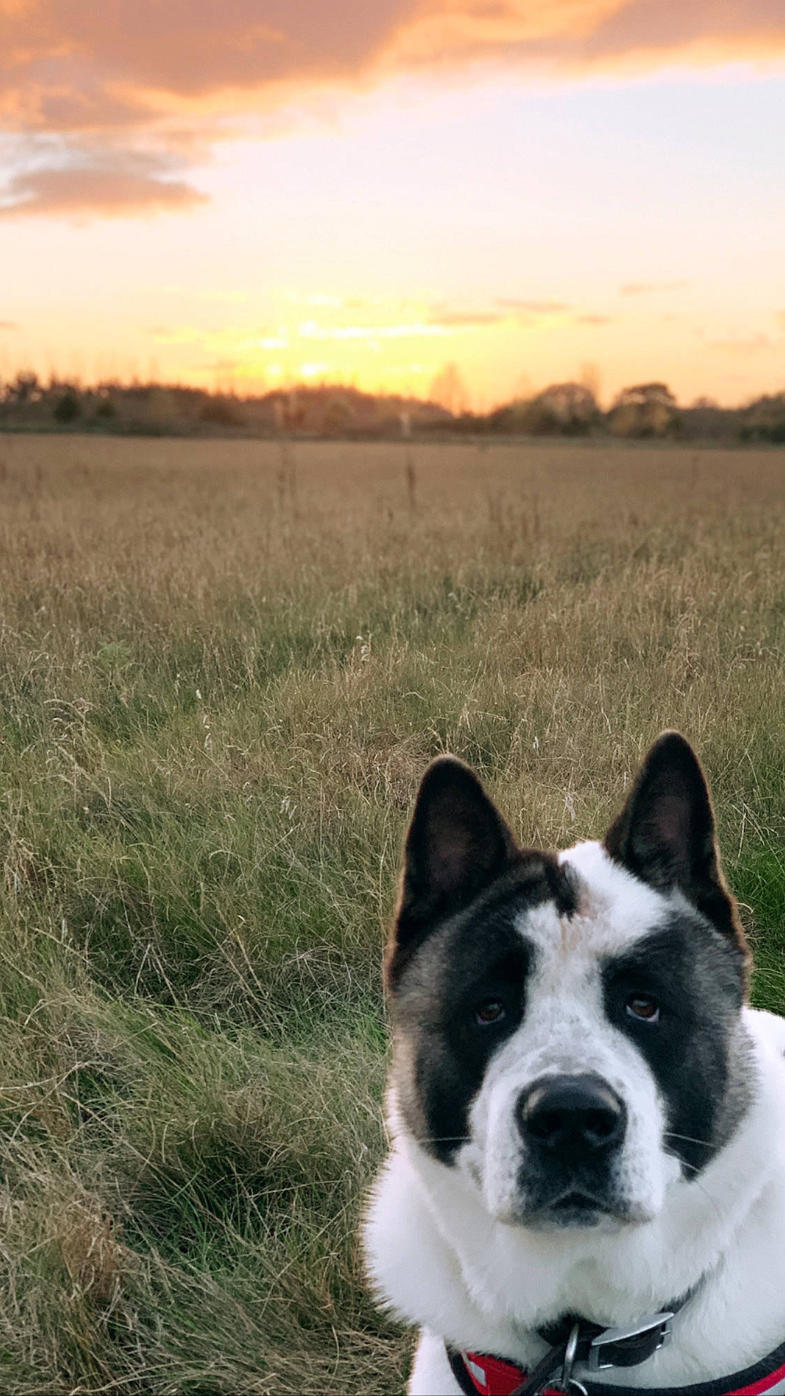 Samson is registered to the contest to win money with this photo: akita, canidae, carnivore, dog, dog_breed, east_siberian_laika, grass, mammal, siberian_husky, sky, vertebrate, working_dog