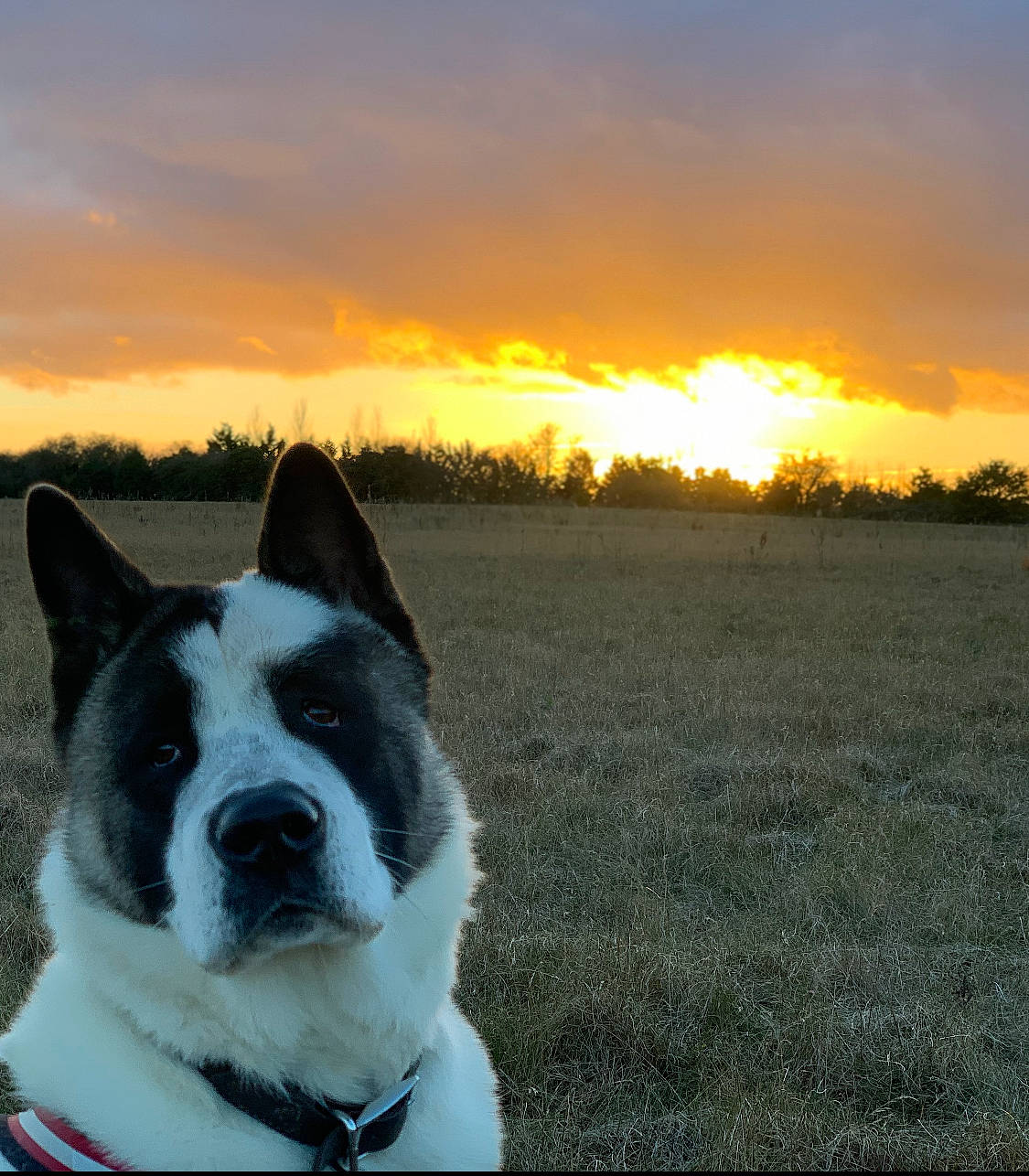 Samson joined the competition — help win amazing prizes! akita, canaan_dog, canidae, carnivore, cloud, dog, dog_breed, east_siberian_laika, grass, karelian_bear_dog, laika, mammal, russo_european_laika, sky, vertebrate, working_dog